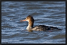 Middelste Zaagbek, Red-breasted Merganser, Mergus serrator Location: Lauwersoog, the Netherlands middelste zaagbek MG 9031-2 kopie